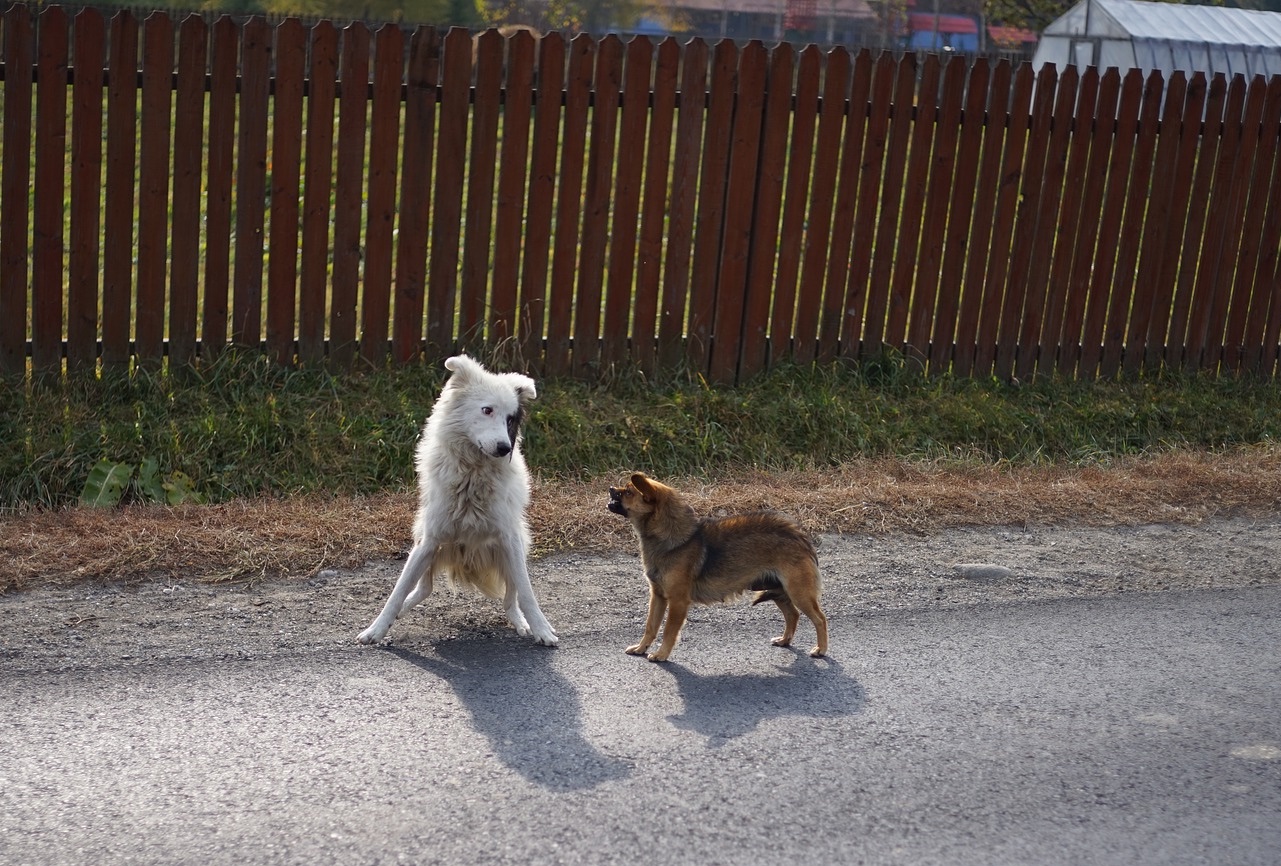 kozterulet kutya